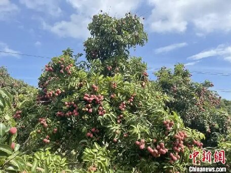 （走进中国乡村）广东汕头雷岭荔枝俏销海内外